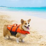 Outward Hound Granby Splash Dog Life Jacket, Life Vest, Orange, X-Small - Image 7