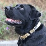 Hyhug Martingale Collar for Dogs, Large Green, Escape Proof - Image 3