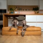 NOAH & PAW Large Dog Bed, Orthopedic Memory Cooling Foam (2X Base) 45x35x11 - Image 6