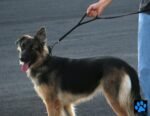 Max and Neo Double Handle Traffic Dog Leash - Reflective, Donates to Dog Rescue (Black, 6 FT) - Image 3