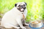 Mr. Peanut's Stainless Steel Interactive Slow Feed Dog Bowl with a Blue Silicone Base, Fun Healthy Bloat Stop Feeder (Medium) - Image 6