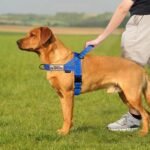 Annchwool No Pull Dog Harness with Soft Padded Handle & Front Clip(Blue,L) - Image 5