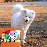 LEGEND SANDY Squeaky Plush Dog Toy Pack for Puppy, Small Puppy Chew Toys - Image 5