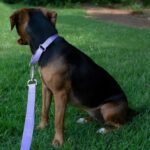 Country Brook Petz - Martingale Dog Collar - Heavy-Duty Training Collar with No Buckle - Service Dog Collar for All Pups - 20 Vibrant Colors (Lavender, 1 Inch, Medium) - Image 3