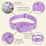 Country Brook Petz - Martingale Dog Collar - Heavy-Duty Training Collar with No Buckle - Service Dog Collar for All Pups - 20 Vibrant Colors (Lavender, 1 Inch, Medium) - Image 7