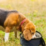 Meanplan 2 Pack 40 oz Portable Travel Dog Bowl, Dark Blue - Image 6