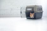 Petmate Ultra Vari Dog Kennel 28in, Small to Medium Dogs 25 to 30lbs - Image 3