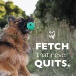 Chew King Fetch Balls Extremely Durable Natural Rubber Toy Pack of 3 - 3 inch Balls (CM-0263-CS01) - Image 6