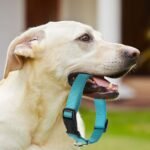 9 Pcs Adjustable Dog Collars Set for Litter, Medium, Retro Colors - Image 5