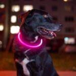 Led Dog Collar,BSEEN USB Rechargeable Light up Flash Dog Necklace - Image 4