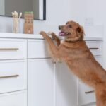 Dog and Cat Toothbrush - Two Sided Bamboo, Soft Bristles 4-Pack - Image 6