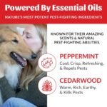 SKOUT'S HONOR Natural Flea and Tick Shampoo for Dogs, 16 oz - Image 5