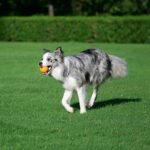 Amazon Basics Interactive Bouncy Durable Rubber Dog Toy Balls, 2.5 inch, Multi-Color Blue/Orange, Pack of 10 - Image 6