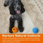 Amazon Basics Interactive Bouncy Durable Rubber Dog Toy Balls, 2.5 inch, Multi-Color Blue/Orange, Pack of 10 - Image 7