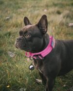 AUBELL Reflective Tactical Heavy Duty Dog Collar with Handle,Pink L - Image 2