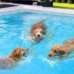 3 Pcs Interactive Dog Pool Toys, Water Floating Toys for Medium Large Dogs - Image 3