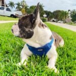 Voyager Step-in Flex Adjustable Dog Harness - Royal Blue, Medium - Image 7