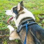 Hi Kiss Dog/Puppy Obedience Recall Training Agility Lead - 15ft, 20ft, 30ft, 50ft, 100ft Training Leash - Great for Play, Camping, or Backyard Blue - 30 Feet - Image 5