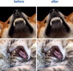 Newday 50 Pieces Double-Headed Dog Cat Pet Toothbrush, Super Soft Bristles Oral Care Teeth, pet Tooth Brush for Dogs, Dog toothbrushes in Bulk Individual polybag (Blue) - Image 7