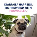 Nutramax Proviable Digestive Health Supplement Kit with Multi-Strain Probiotics and Prebiotics for Medium to Large Dogs - with 7 Strains of Bacteria, 30 mL Paste and 10 Capsules - Image 11