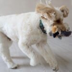 SPOT Bird Calls Plush Dog Toy with Realistic Bird Sound – 12" Sound Chip Toy for Dogs, One of Three Assorted Styles, Engaging Indoor Play for Small and Medium Breeds - Image 6