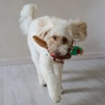 SPOT Bird Calls Plush Dog Toy with Realistic Bird Sound – 12" Sound Chip Toy for Dogs, One of Three Assorted Styles, Engaging Indoor Play for Small and Medium Breeds - Image 7