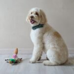 SPOT Bird Calls Plush Dog Toy with Realistic Bird Sound – 12" Sound Chip Toy for Dogs, One of Three Assorted Styles, Engaging Indoor Play for Small and Medium Breeds - Image 8