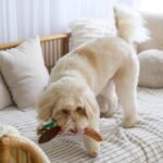 SPOT Bird Calls Plush Dog Toy with Realistic Bird Sound – 12" Sound Chip Toy for Dogs, One of Three Assorted Styles, Engaging Indoor Play for Small and Medium Breeds - Image 10
