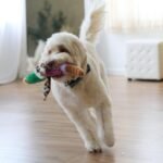 SPOT Bird Calls Plush Dog Toy with Realistic Bird Sound – 12" Sound Chip Toy for Dogs, One of Three Assorted Styles, Engaging Indoor Play for Small and Medium Breeds - Image 11