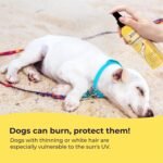 Gentle Creatures Dog Sunscreen SPF 30, No Zinc Oxide, Safe for Dogs & Cats - Image 3