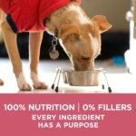Purina ONE Plus Skin & Coat, Sensitive Stomach Dry Dog Food, 31.1 lb Bag - Image 8
