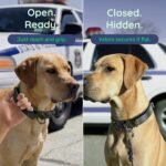 Premium Tactical Dog Collar - Adjustable Military Heavy Duty Dog Collar for Medium Large Dogs - Durable Metal Buckle Dog Collar with Leather Control Handle and Soft Comfortable Padding - Image 4