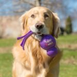 KONG Wubba Tug of War and Fetch Dog Toy, for XL Dogs - Image 4
