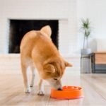 Outward Hound Fun Feeder Slo Bowl Dog Slow Feeder, Swirl, Orange, 8.8" - Image 6