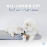 Benebone Puppy 2-Pack Maplestick/Zaggler Dog Teething Toys, Dog Bones, Tiny - Image 5