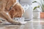 Pearhead Ceramic Dog Bowl Extra Large 8 Cup - Image 7