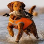 Reflective Dog Hunting Vest, High-Visibility Blaze Orange Dog Jacket, XL - Image 7