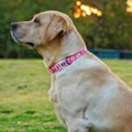 Dog Collar and Leash Set, Cute Pink Daisy Pattern, Polyester Material, 5ft Leash, for Small Dogs.(S, Daisy Set) - Image 6