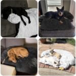 Calming Dog Bed Fluffy Plush Dog Mat for Furniture Protector with Removable Washable Cover for Large Medium Small Dogs and Cats (Large, Light Grey) - Image 9