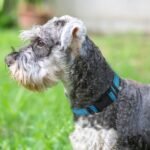 Joytale Reflective Dog Collar, Adjustable Neoprene Padded, Sky Blue M - Image 2