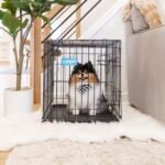 Carlson 24" Small Single-Door Metal Dog Crate, Black - Image 9