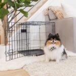 Carlson 24" Small Single-Door Metal Dog Crate, Black - Image 10