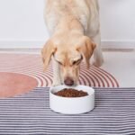 6'' Ceramic Dog Bowl - 30Oz Classic Dogs Food & Water Bowl for Small and Medium Breed Dogs, Heavy Duty Non-Slip Dog Dishes, Food Grade Stoneware Pet Bowl, Dishwasher & Microwave Safe, White - Image 5