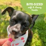 Buddy Biscuit Softies Soft & Chewy Dog Treats, Chicken, 5 oz Bag - Image 7