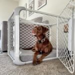 Diggs Evolv Modular Dog Crate for Dogs 18-22" Tall, Ash, Intermediate - Image 5