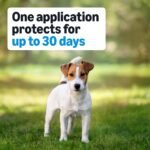 Amazon Basics Flea, Tick & Mosquito Topical Treatment & Prevention for Medium Dogs (11-20 pounds), Fast-Acting, Kills Fleas, Eggs & Larvae, 30 Day Protection, 6 Count, Packaging May Vary - Image 4