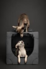 Noah & Paw Collapsible Dog Crate, 26 in Soft Medium Dog Crate, 900D Oxford - Image 3