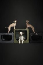 Noah & Paw Collapsible Dog Crate, 26 in Soft Medium Dog Crate, 900D Oxford - Image 4