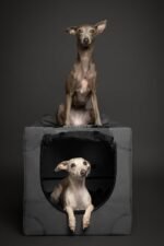 Noah & Paw Collapsible Dog Crate, 26 in Soft Medium Dog Crate, 900D Oxford - Image 7