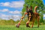 Mammoth Flossy Chews Multi Color 5 Knot Rope Tug – Premium Cotton-Poly Tug Toy for Dogs – Interactive Dog Rope Toy – Tug Dog Chew Toy for Big Dogs - X-Large, 36” - Image 4